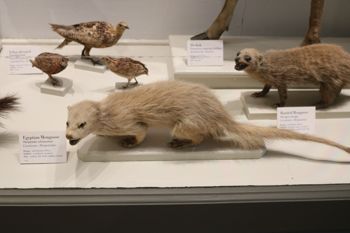 Media type: image; Mammalogy 1392 Description: Image of MCZ 1392;